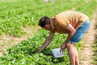 stooping causes low back pain injury