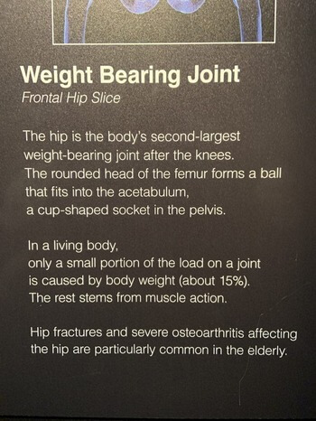 weight bearing joint