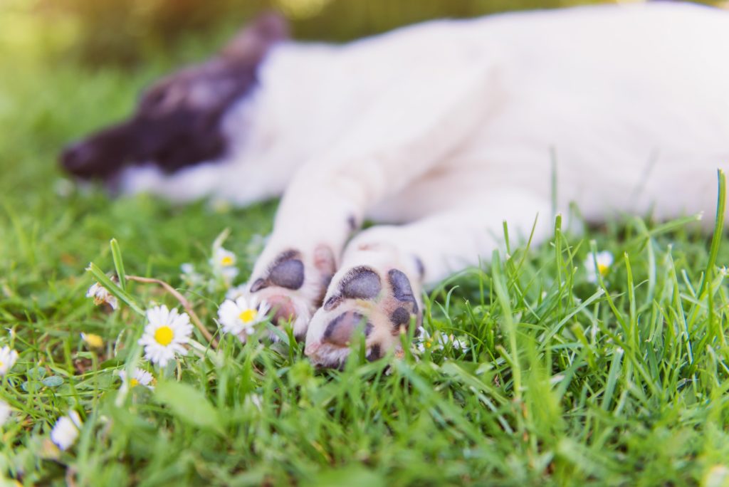 Happy dog lying in green grass with extending paws