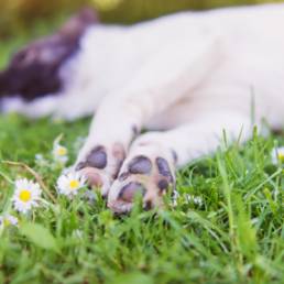 Happy dog lying in green grass with extending paws