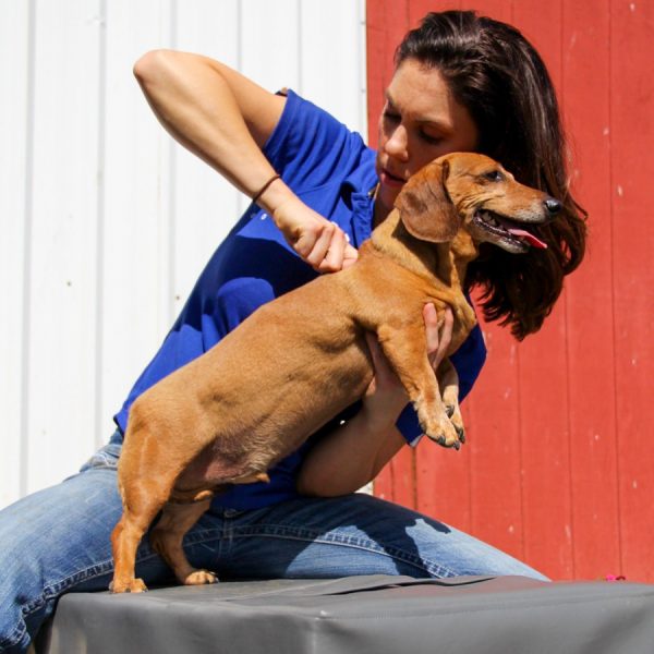 Move Better Chiropractic-Treatment for Pets and Animals - Dog Canine-5